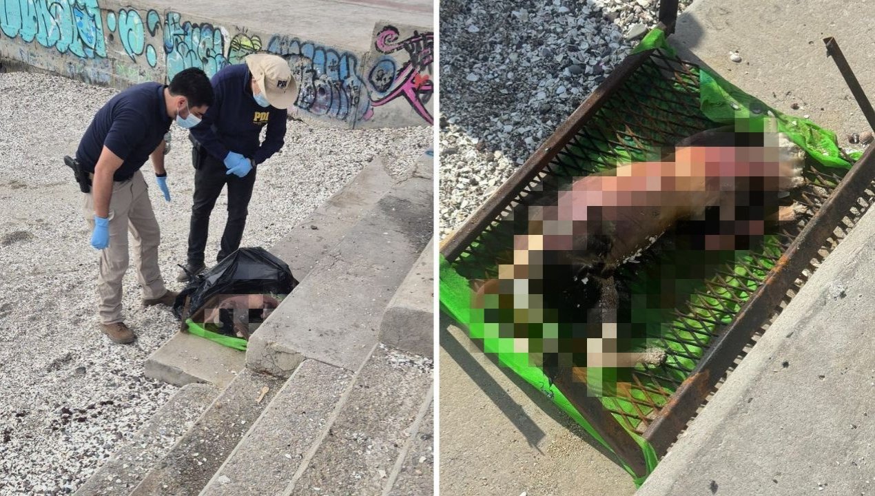 /perro-mutilado-fue-hallado-sobre-una-parrilla-en-antofagasta-pdi-abre
