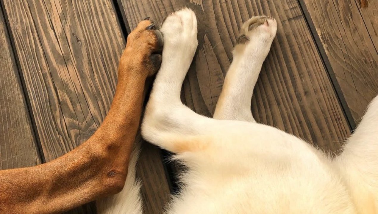 /local/el-56-de-las-mordeduras-en-la-region-de-antofagasta-son-provocadas-por