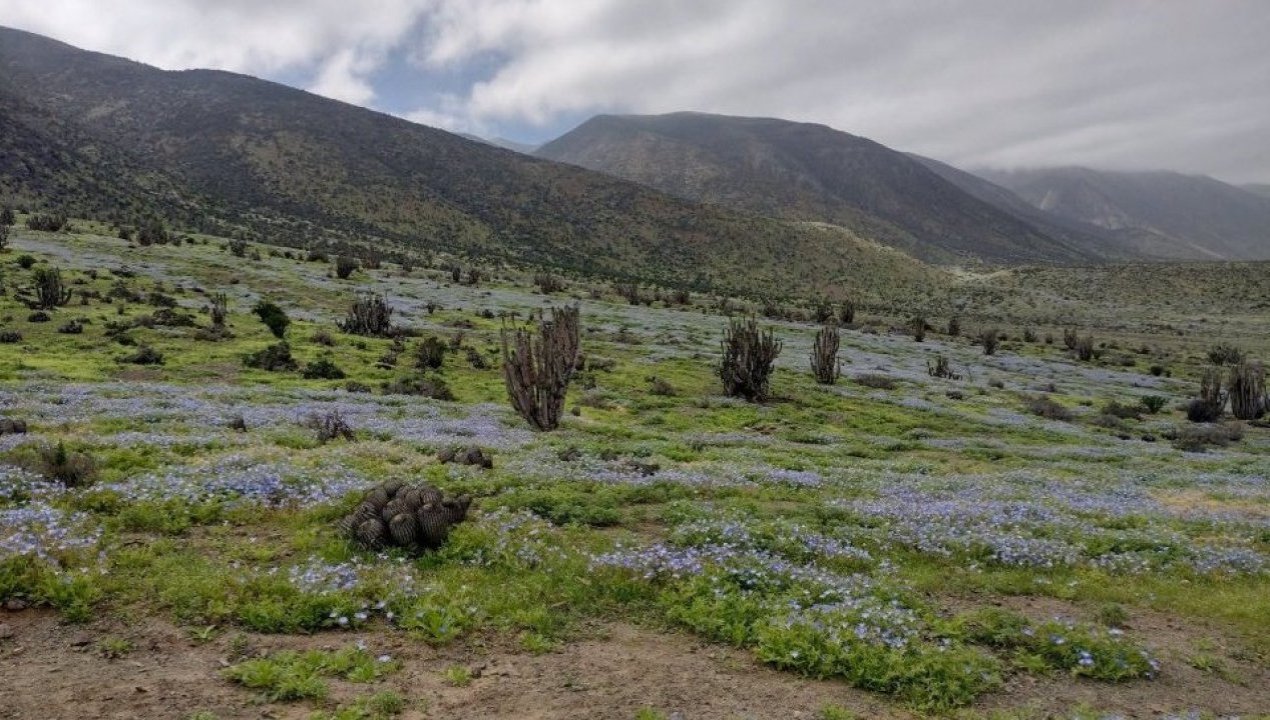/el-desierto-de-taltal-vuelve-a-florecer-recorren-sectores-de-la-costa-y