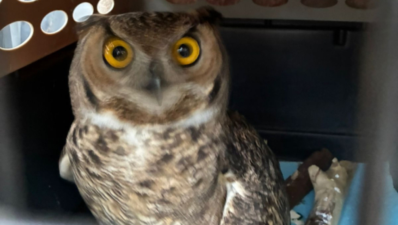 /en-trupan-tucapel-ejemplares-de-fauna-son-reinsertados-en-su-habitat