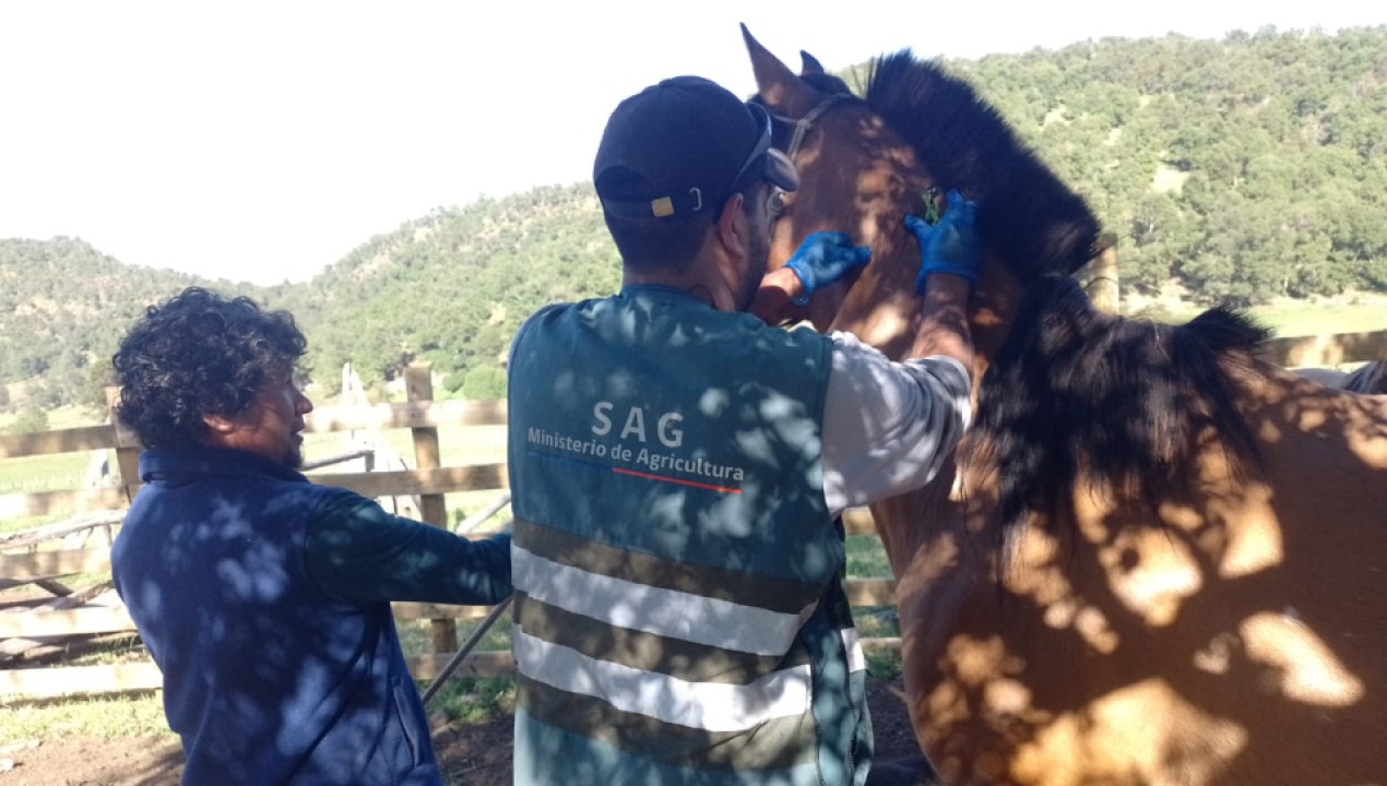 /sag-biobio-comenzo-trabajo-en-veranadas-en-alto-biobio