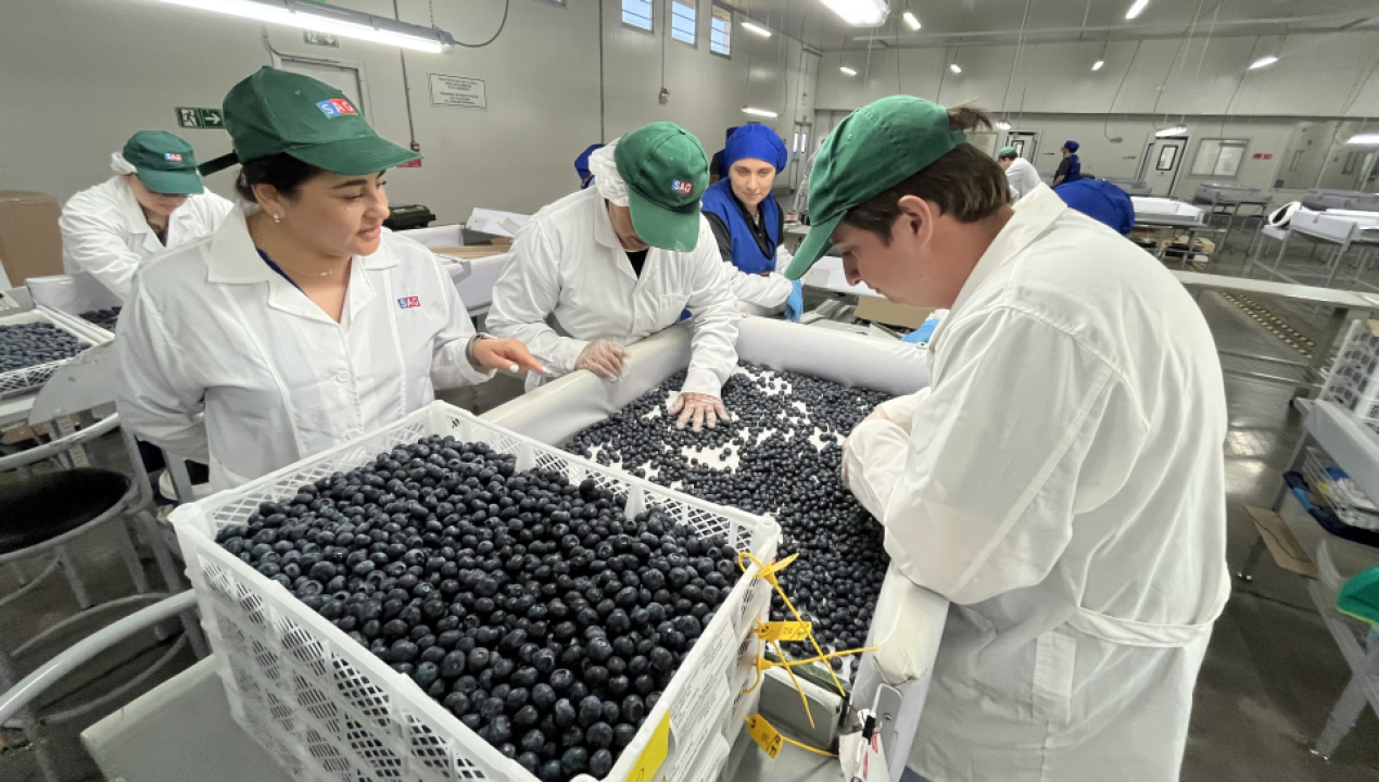 /en-el-sitio-sag-usda-aphis-frutas-de-chile-de-cabrero-comenzo-nueva