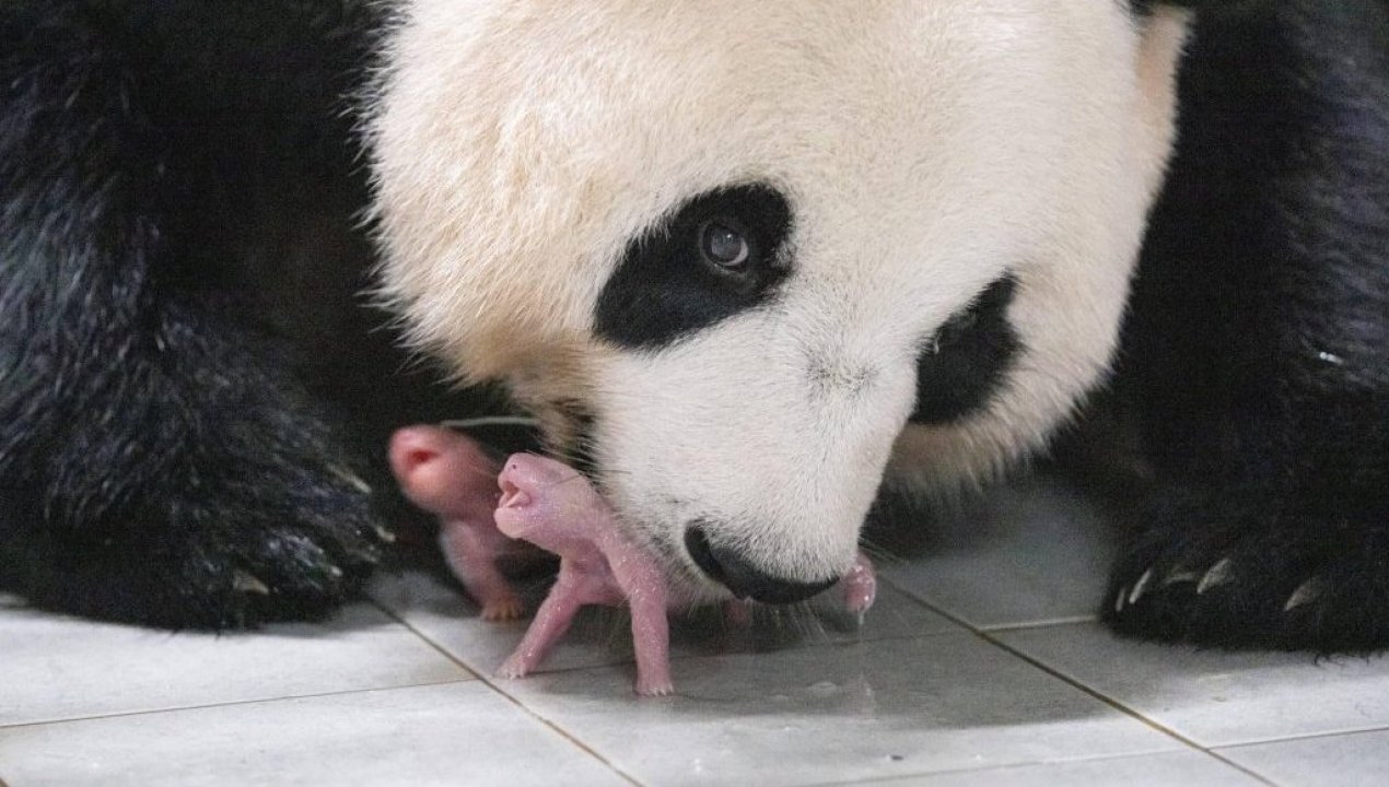 /internacional/peninsula-coreana/corea-del-sur/ai-bao-panda-gigante-dio-a-luz-a-dos-cachorras-gemelas-en-parque-de
