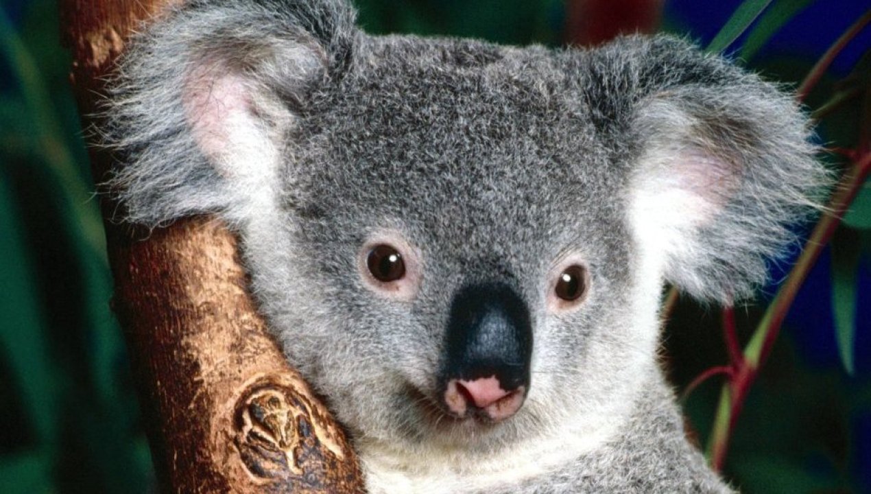 /internacional/oceania/australia/controversia-en-australia-por-sacrificacion-masiva-de-koalas-tras-incendio