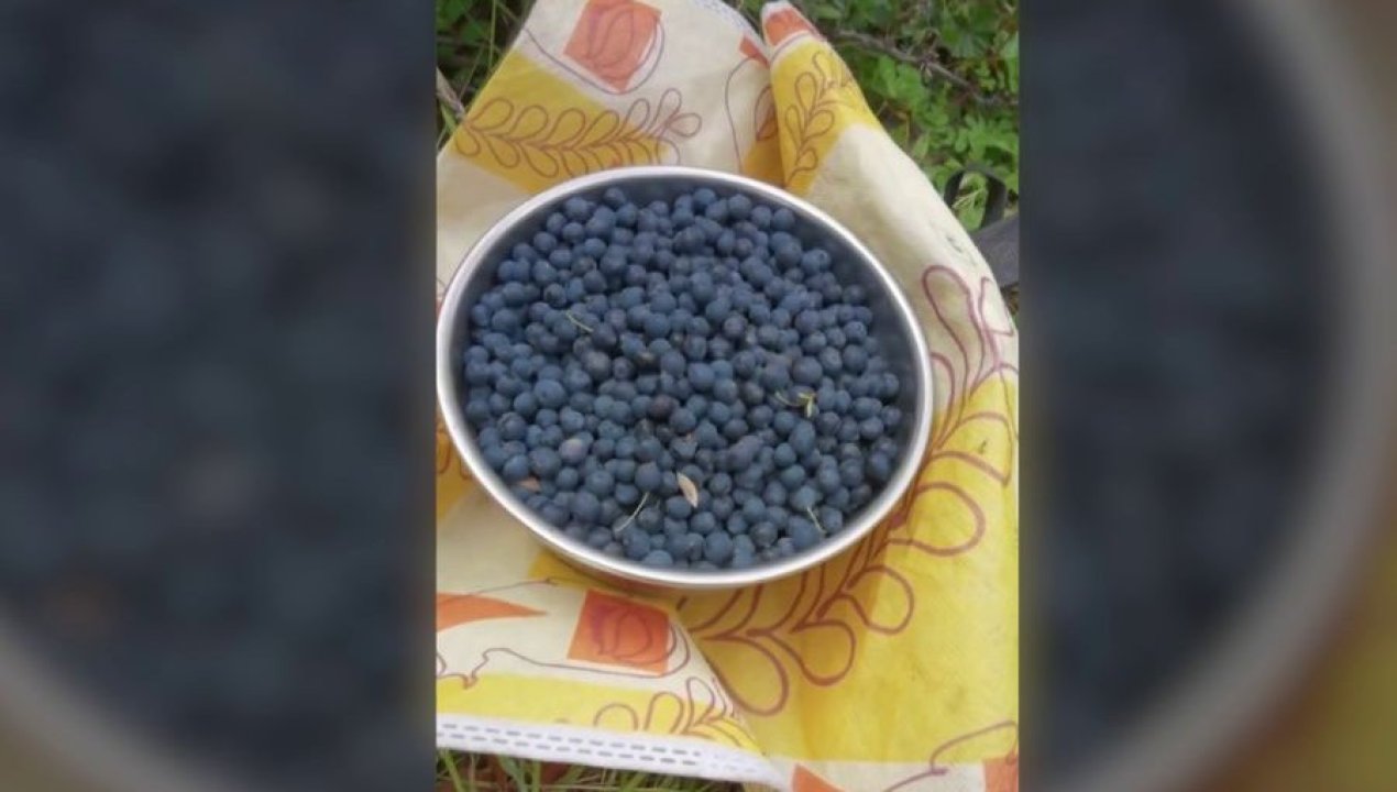 /actualidad/calafate-el-superalimento-chileno-que-tiene-propiedades-que-pueden