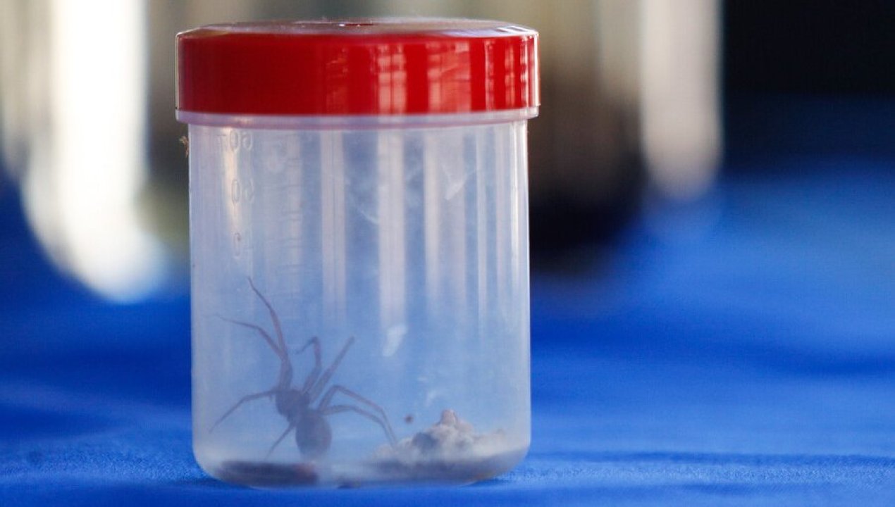 /actualidad/arana-de-rincon-aumenta-el-riesgo-de-mordeduras-en-meses-de-calor