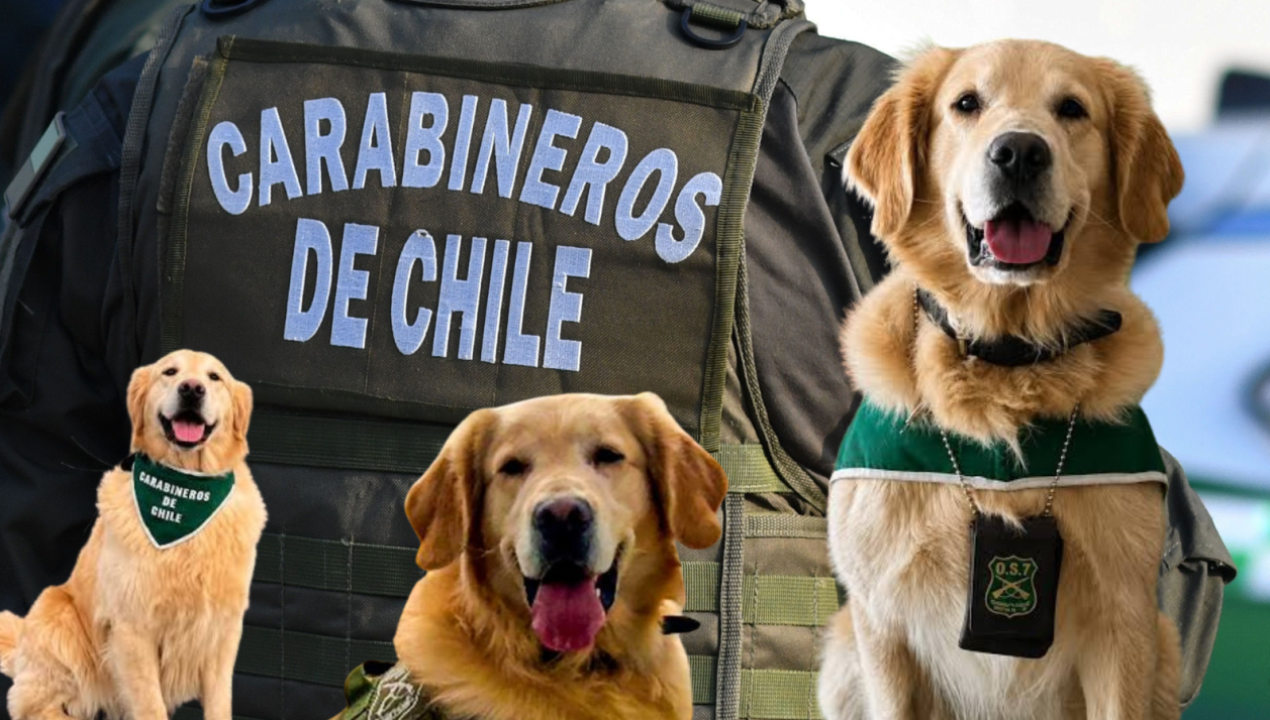 /regionales/region-de-magallanes/carabineros-despide-a-golfo-historico-can-detector-de-drogas-del-o-s-7