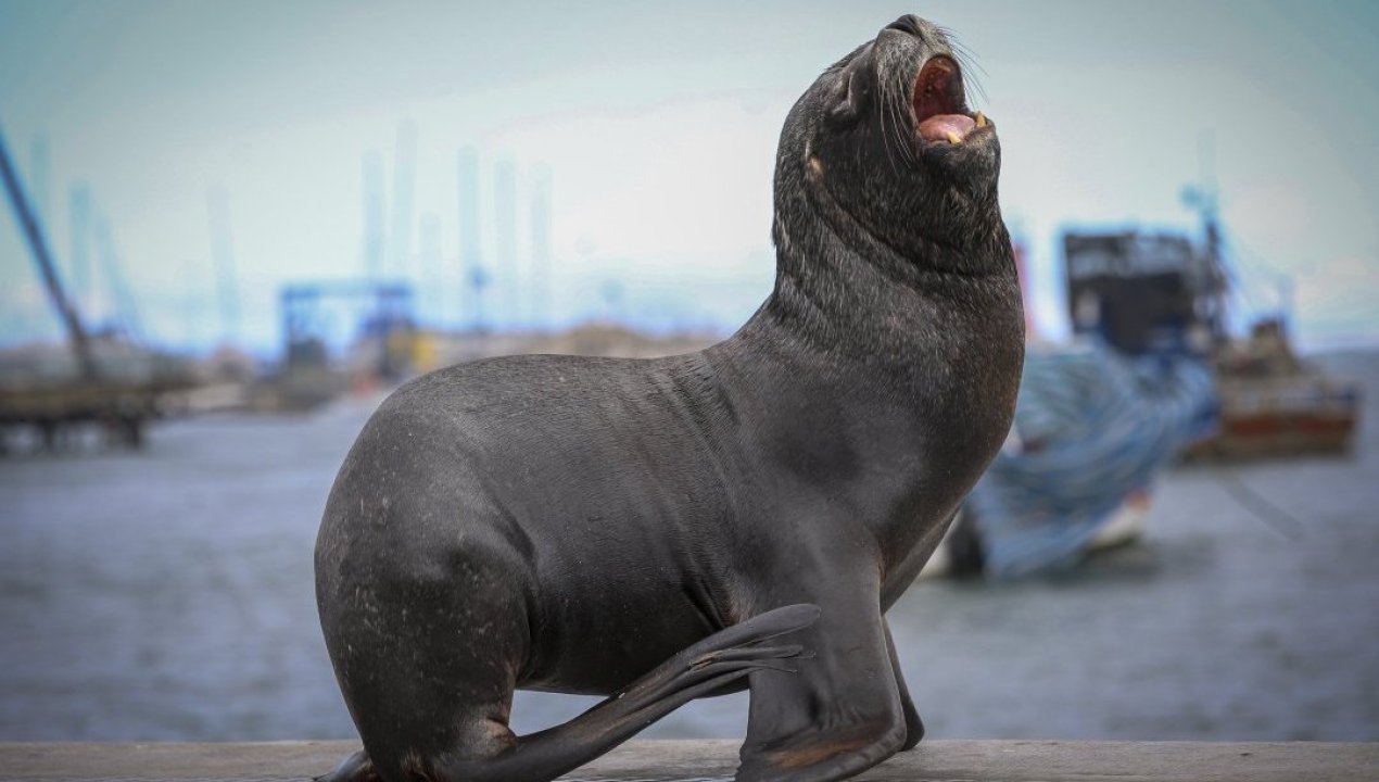 /actualidad/animales/subsecretaria-de-pesca-evalua-la-caza-autorizada-de-lobos-marinos