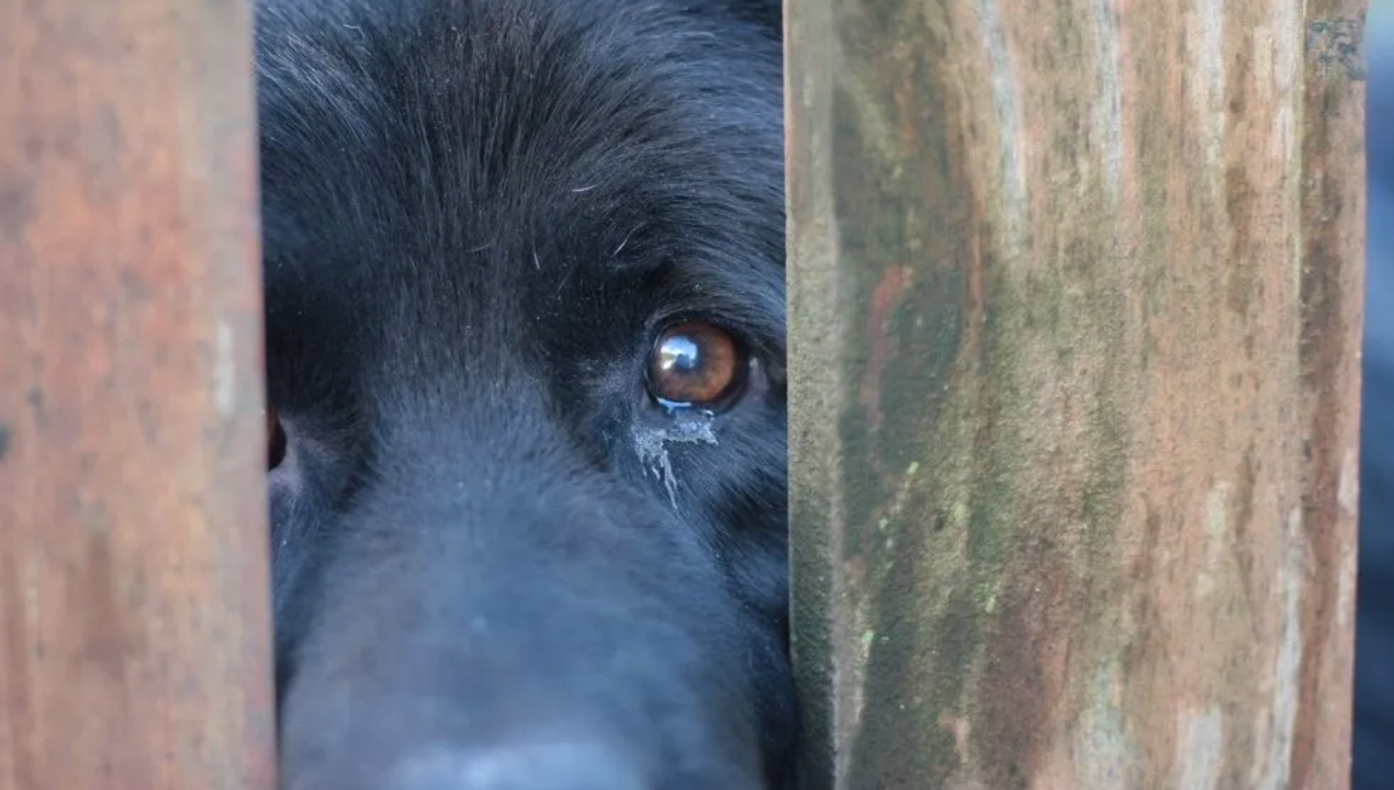 /antofagasta/dos-perritas-fueron-golpeadas-hasta-la-muerte-en-antofagasta